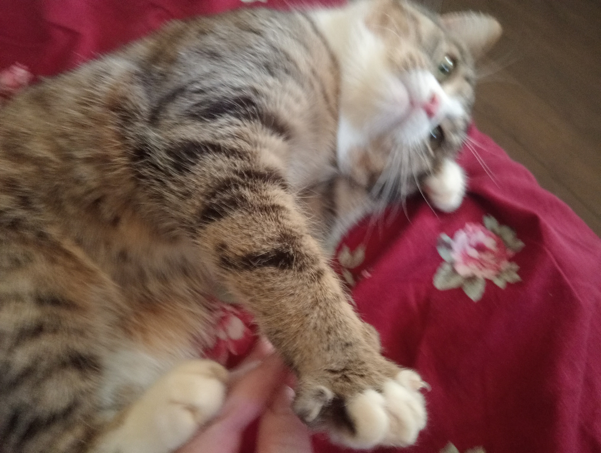 Грустный Невася 