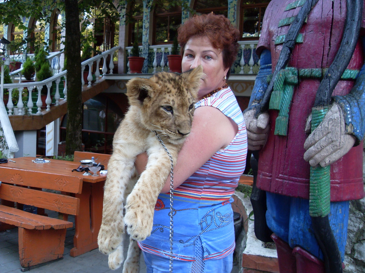 Сочи. гора Афон. Львичка-подросток 50 кг.