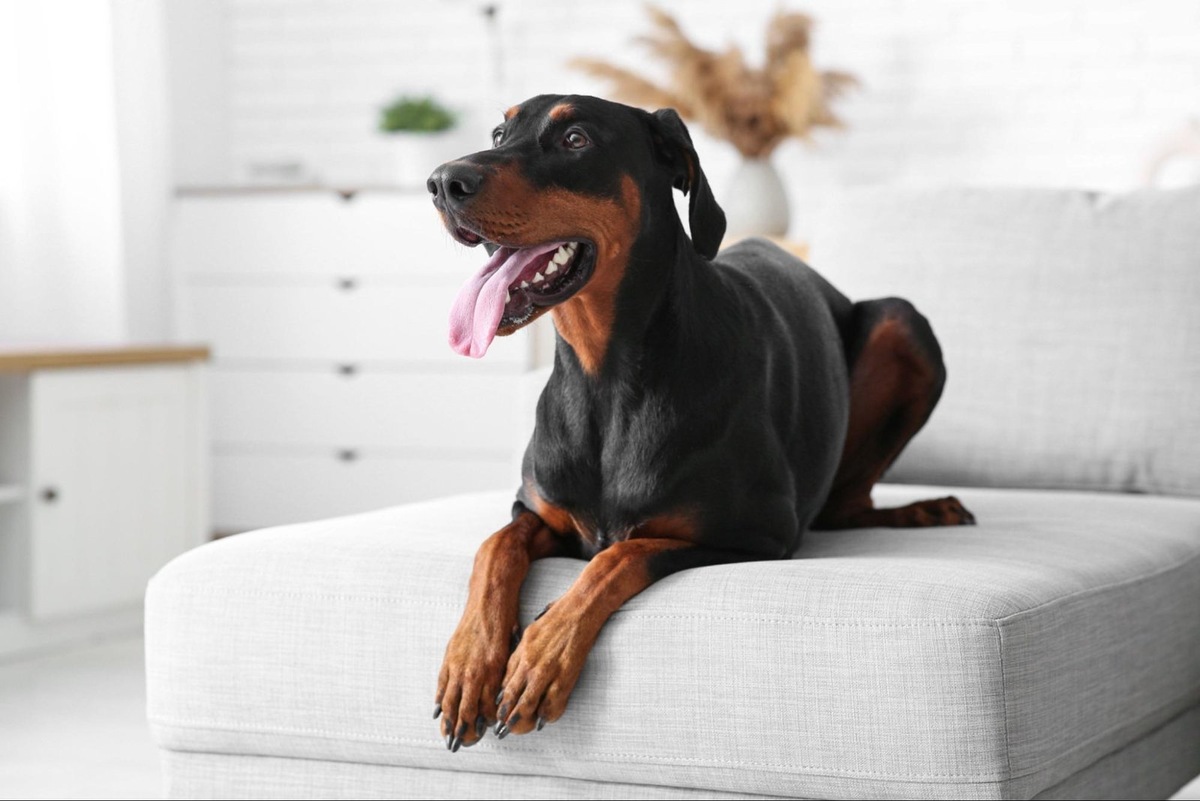    УЗИ щитовидной железы доберманам делают регулярно