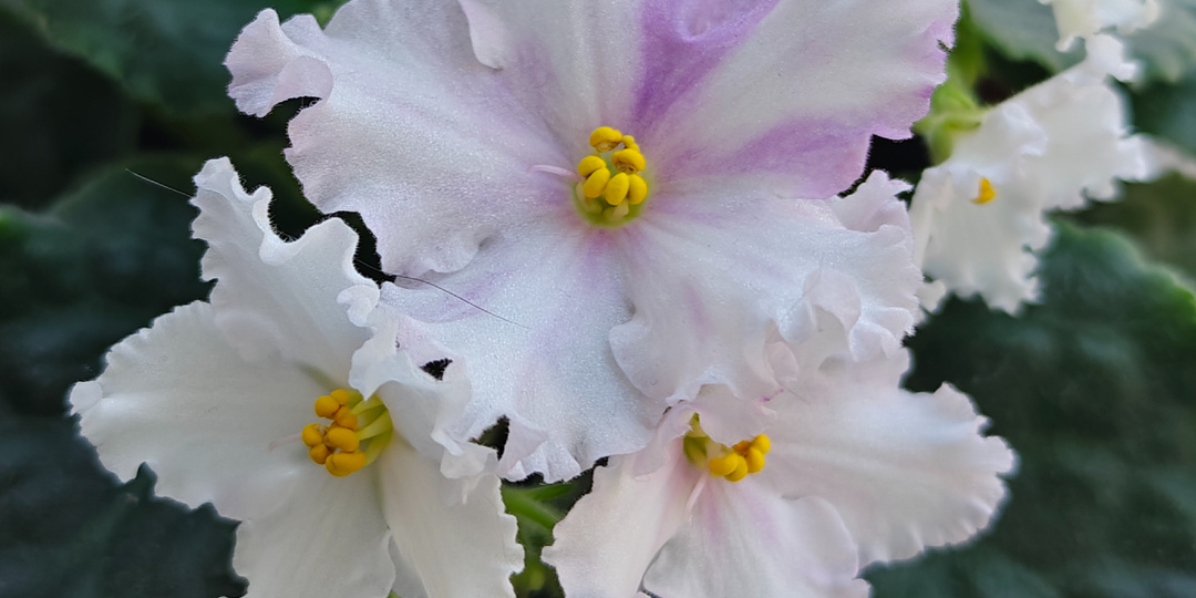 Воскресный день в кругу семьи