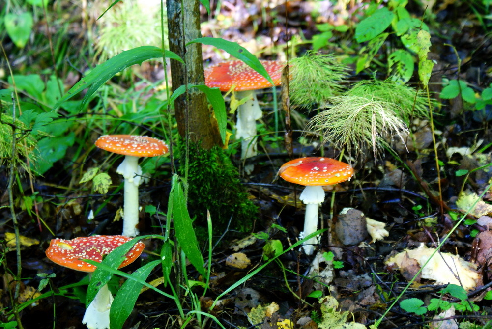 Мухоморы.