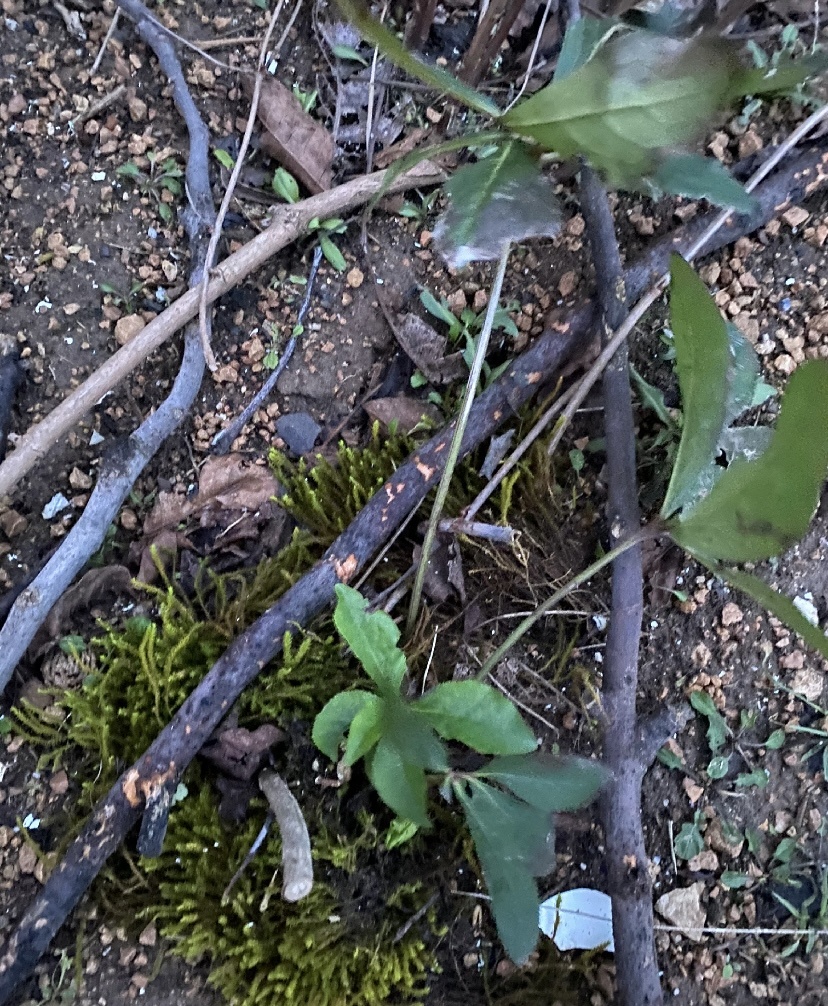 В январе, на второй год после посадки.