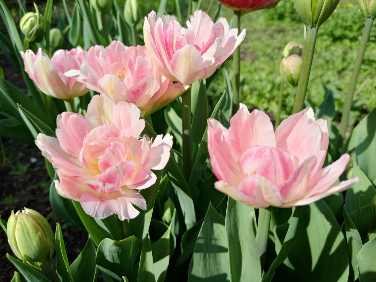 Вся прелесть майского утра в одном цветке