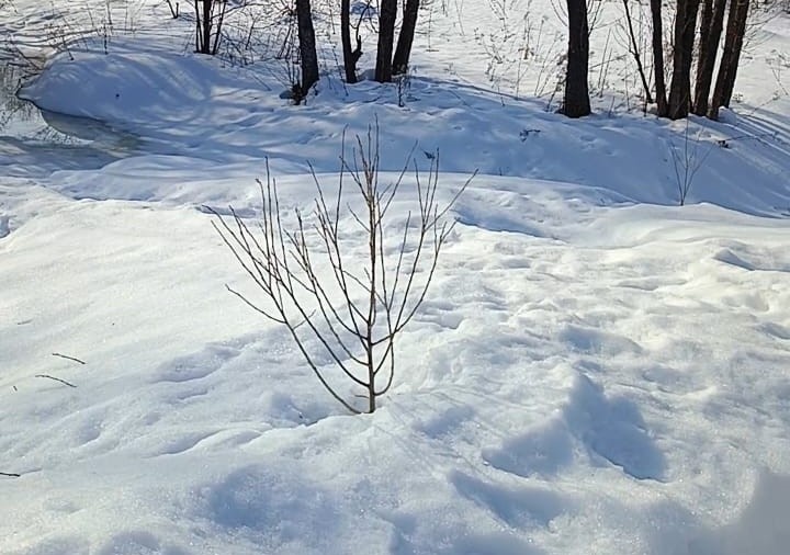 Нижние ветки кустарников могут поломаться от снега