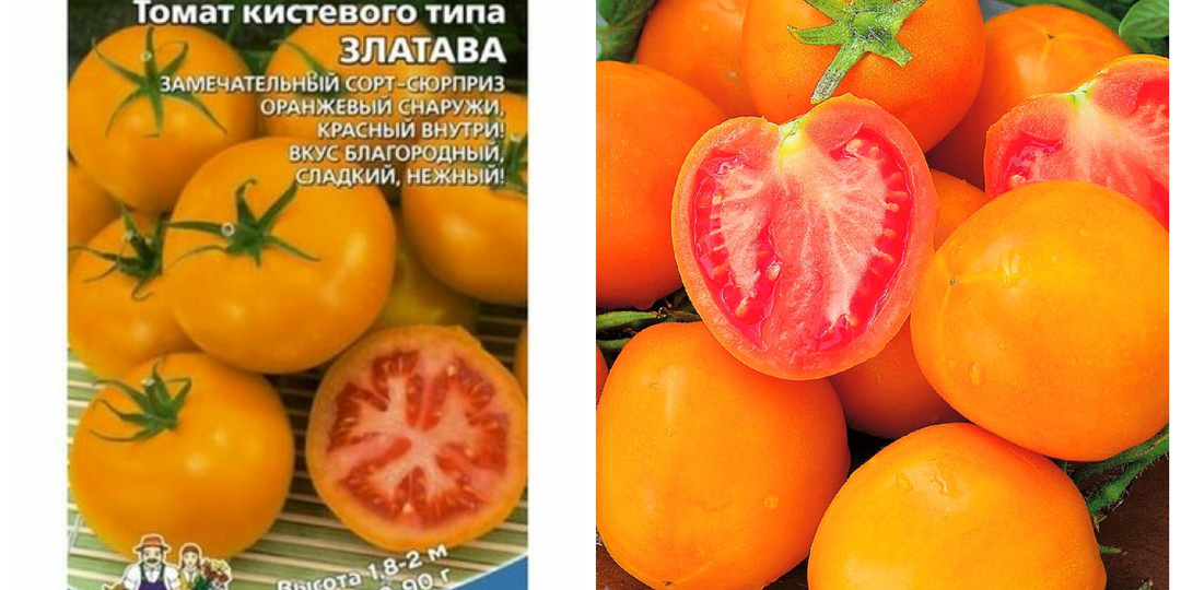 Сорта и гибриды томатов на 2026 год
