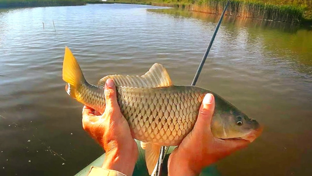 Карп любит кукурузу