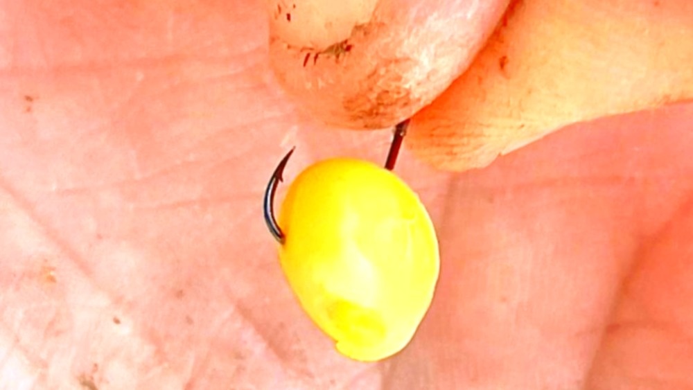 Один из способов насаживания кукурузы на крючок