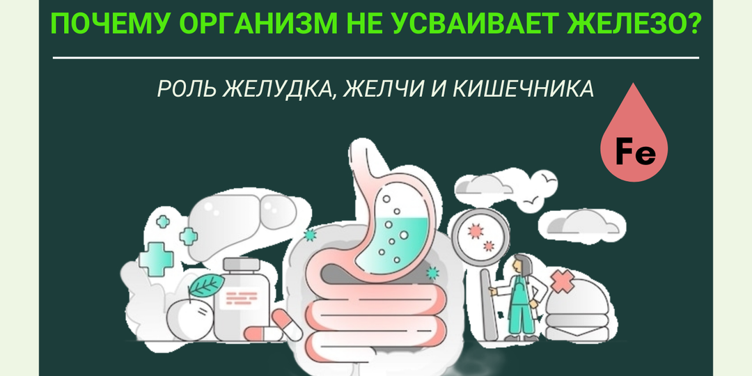 Почему организм не усваивает железо. Роль желудка, желчи и кишечника