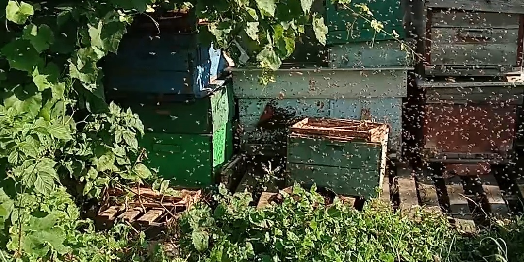 Пчёлы любят "хаос".