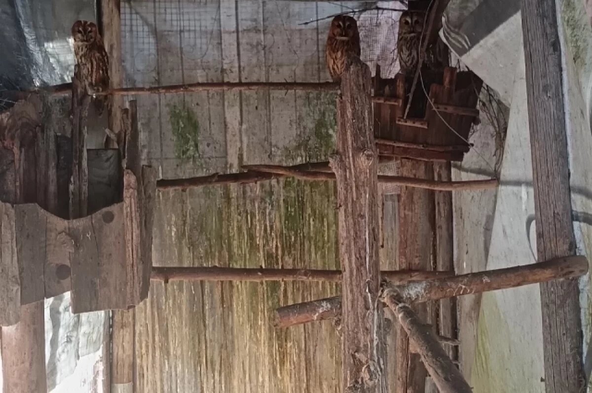    В тверском центре реабилитации готовят к выпуску пернатых питомцев