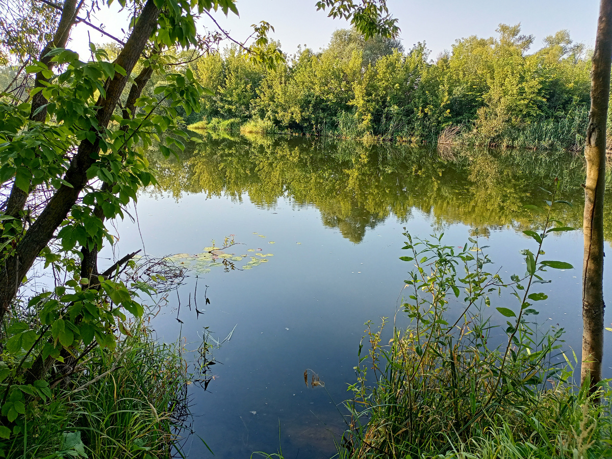 Рыбное место под нависшими кустами