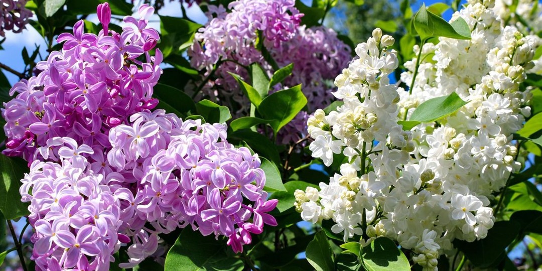 Всё, что вам нужно знать о сирени — сорта, выращивание и уход