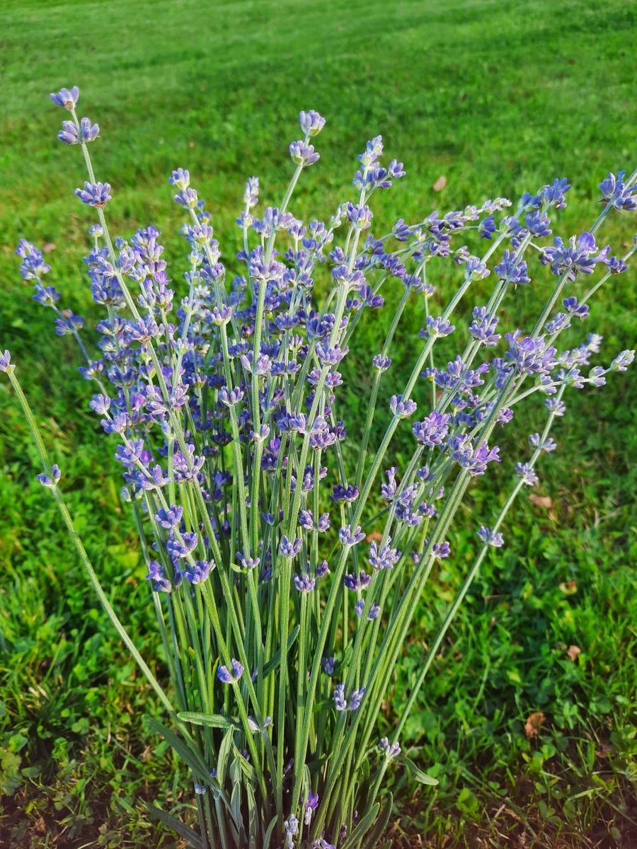 Фото Шаховой С.Р. Лаванда, выращенная в Тверской области. Сорт "Синева"