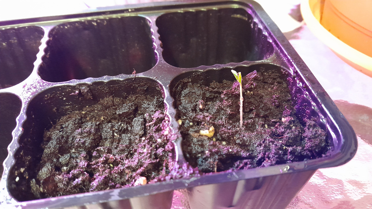 Такой он вечером, а проклюнулся утром