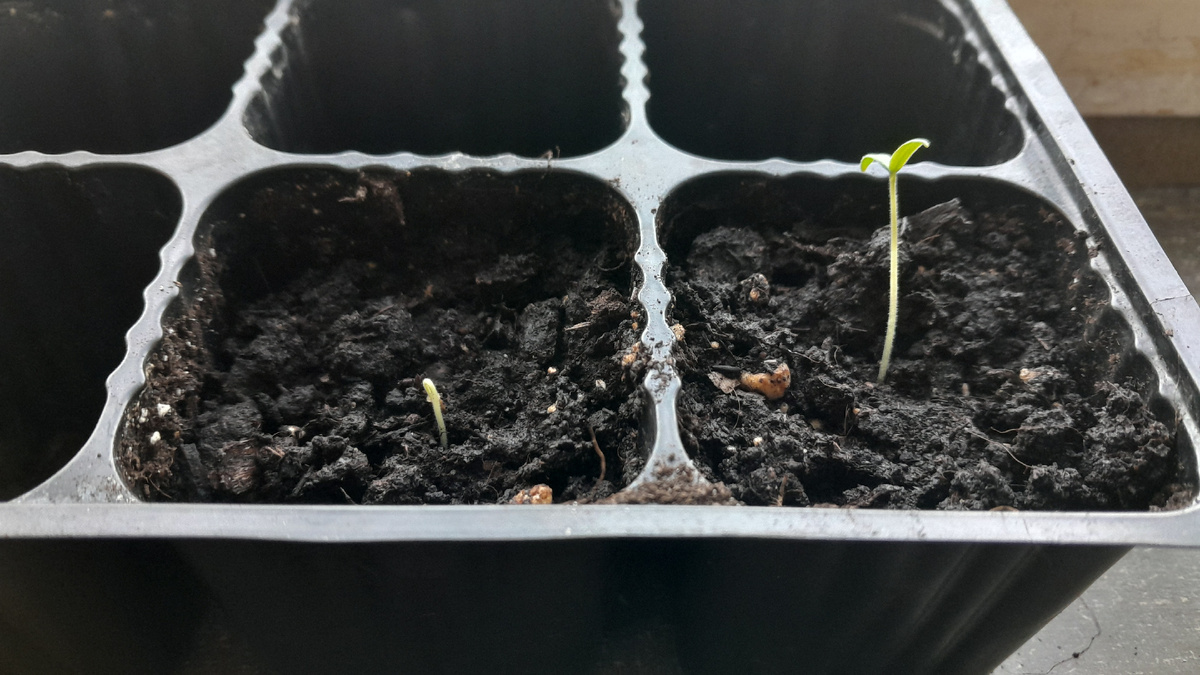 Всходы томатов