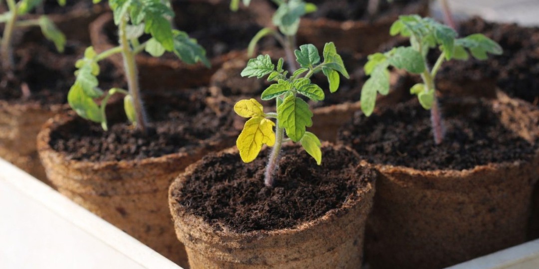 13 частых проблем рассады томатов и как их предотвратить