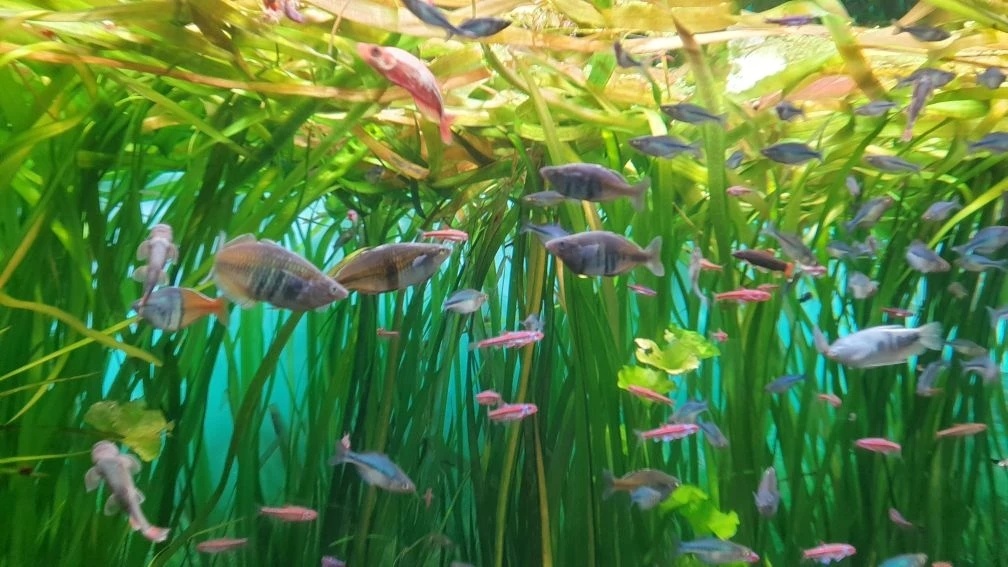 Люблю на рыбок смотреть!