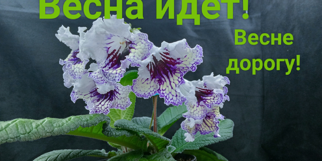 Сравниваю свою жизнь с жизнью Обломова