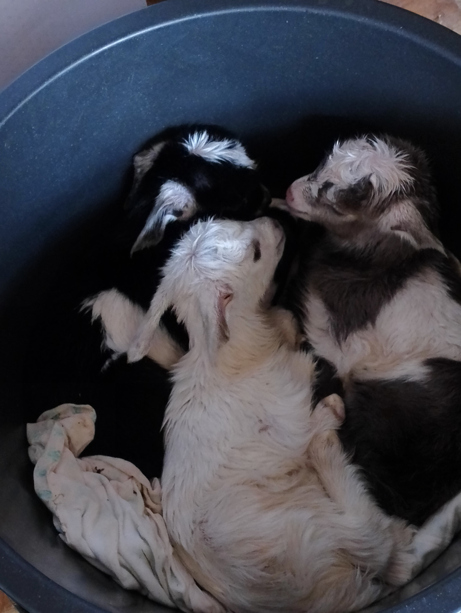 Ещё одни сиротинушки.