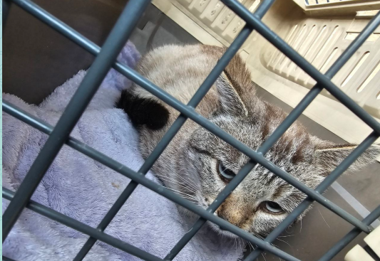 «Я просто хочу тепла»: исповедь кота из приюта...