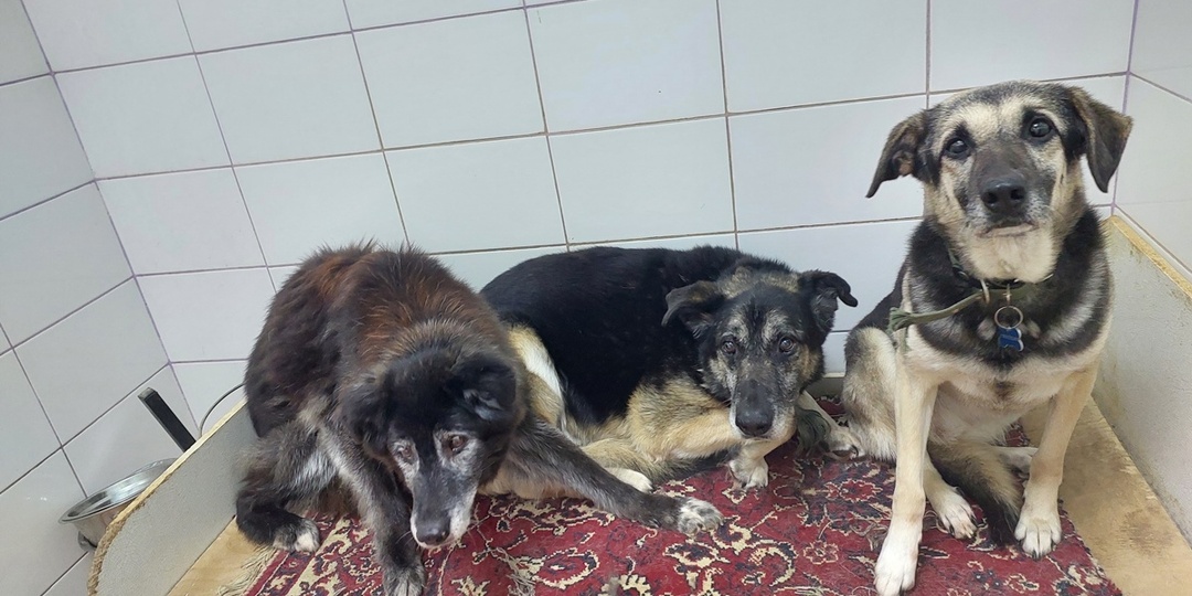 Мартовский сбор на корм для пенсионеров