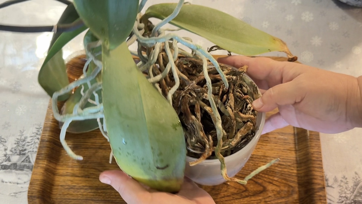 Масса засоленных корней