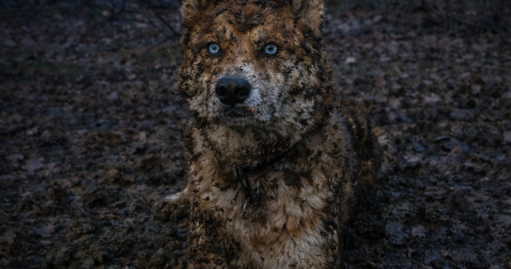 Свинопёс/Как убить последнюю надежду хозяйки на отдых