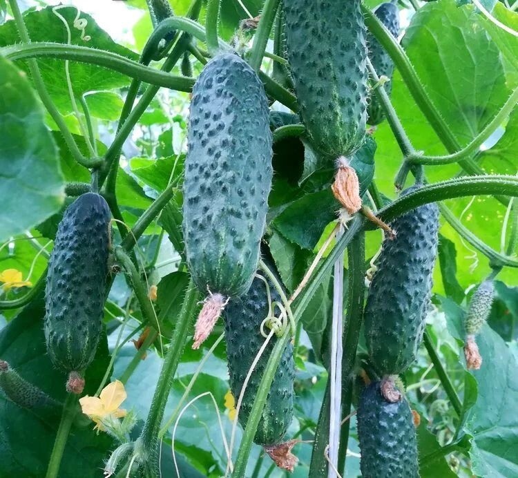 Фото из открытых источников 