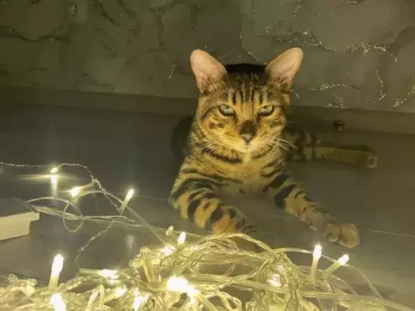 Фото: Батайское время. 