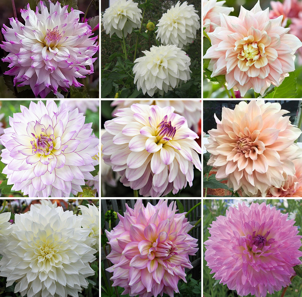 Садовые георгины - лучшие сорта