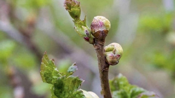 Спасаем смородину от почкового клеща. Поэтапная система обработки, которая работает