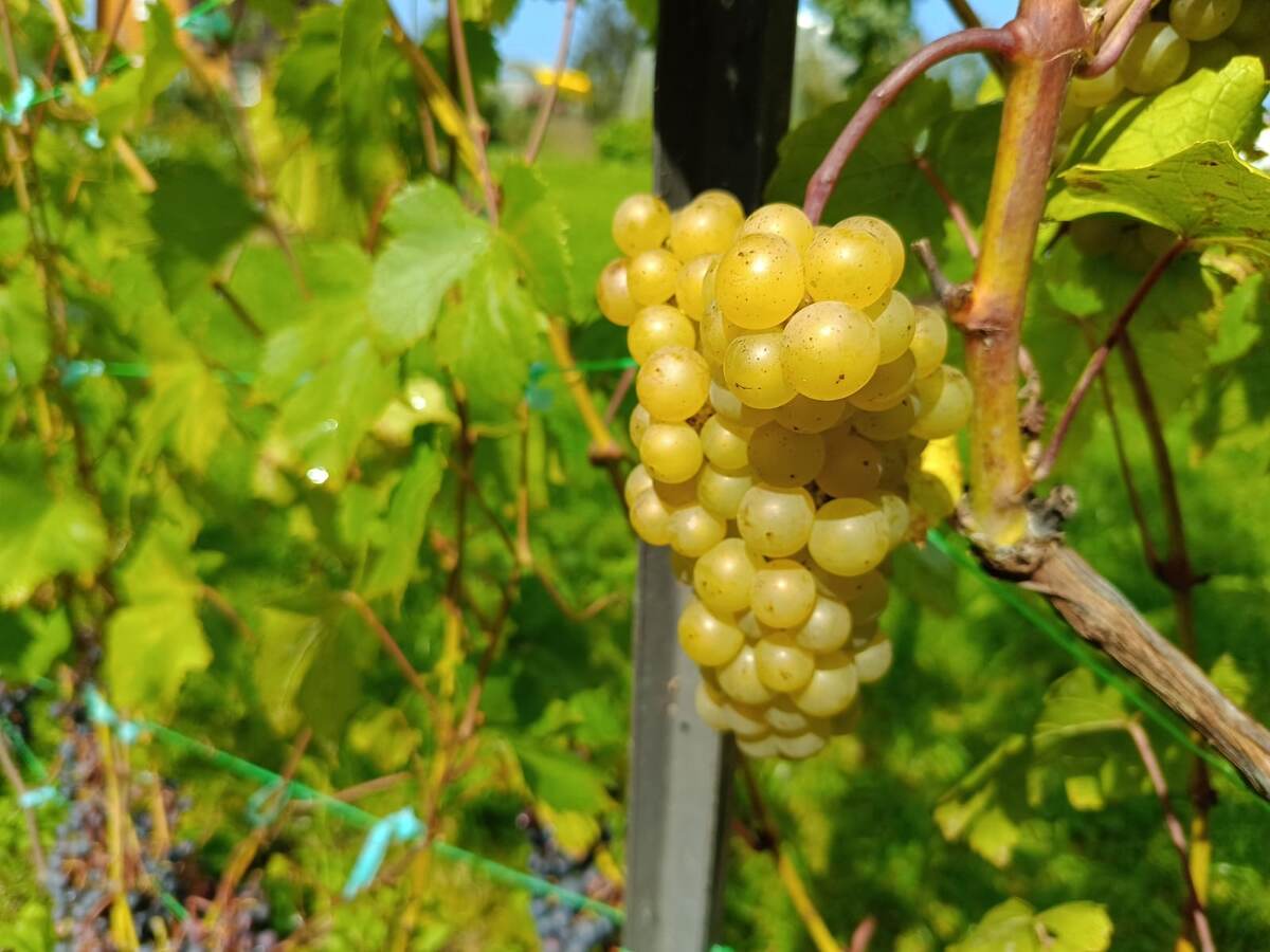 Платовский. Ранний. Для вина и свежего потребления