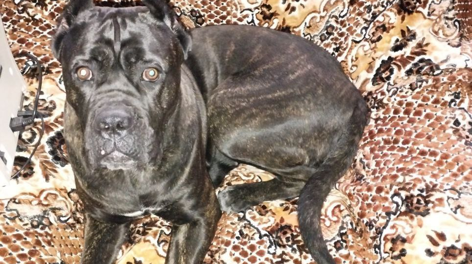 Сиротке Грете нашли новый дом