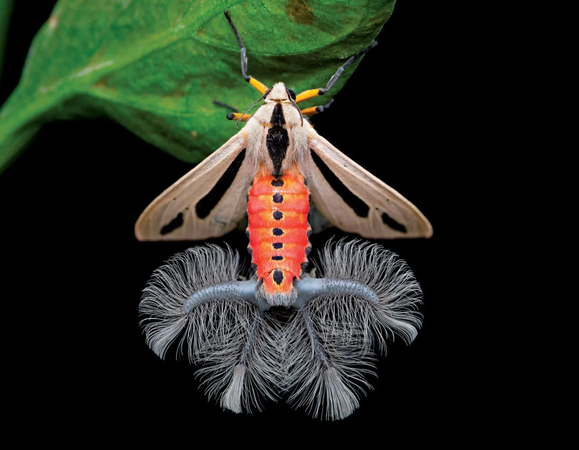 Брачный наряд самца мотылька Creatonotos gangis. Чем длиннее «перья», тем больше шансов на любовь.