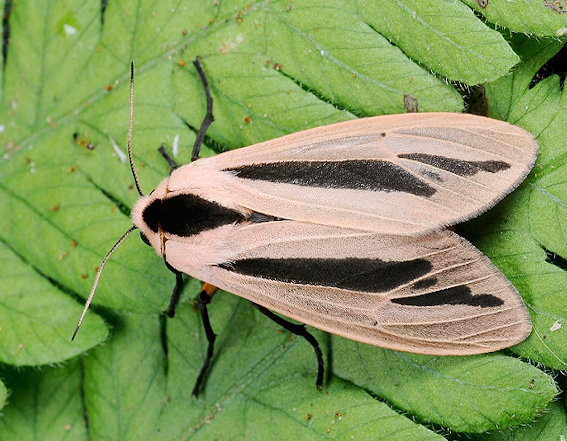 Яркая окраска гусеницы Creatonotos gangis сигнализирует птицам: «Я ядовитая, не ешь меня!». Она накапливает токсины из растений.
