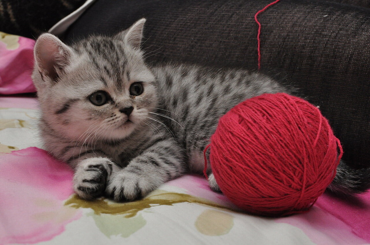 Фото Вадима Мелешко