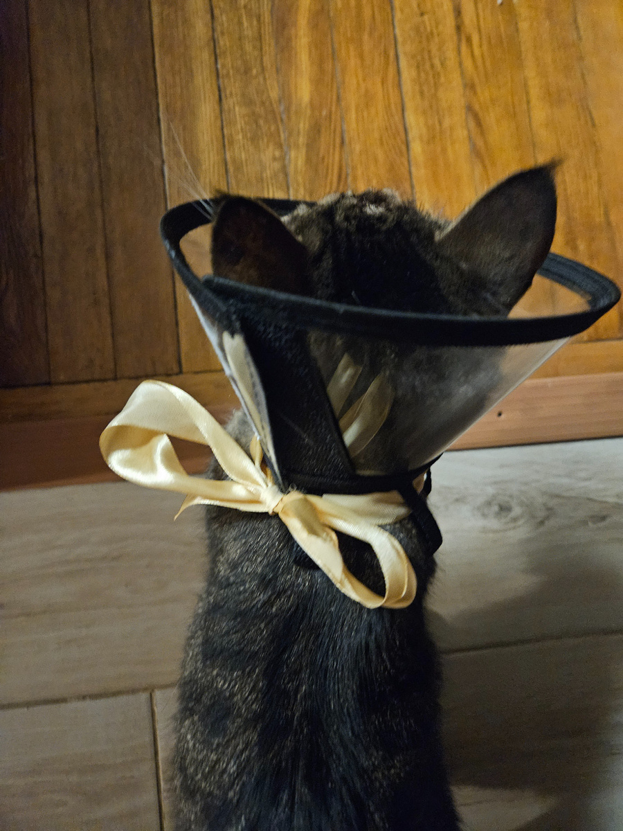 Очень нарядный кот.