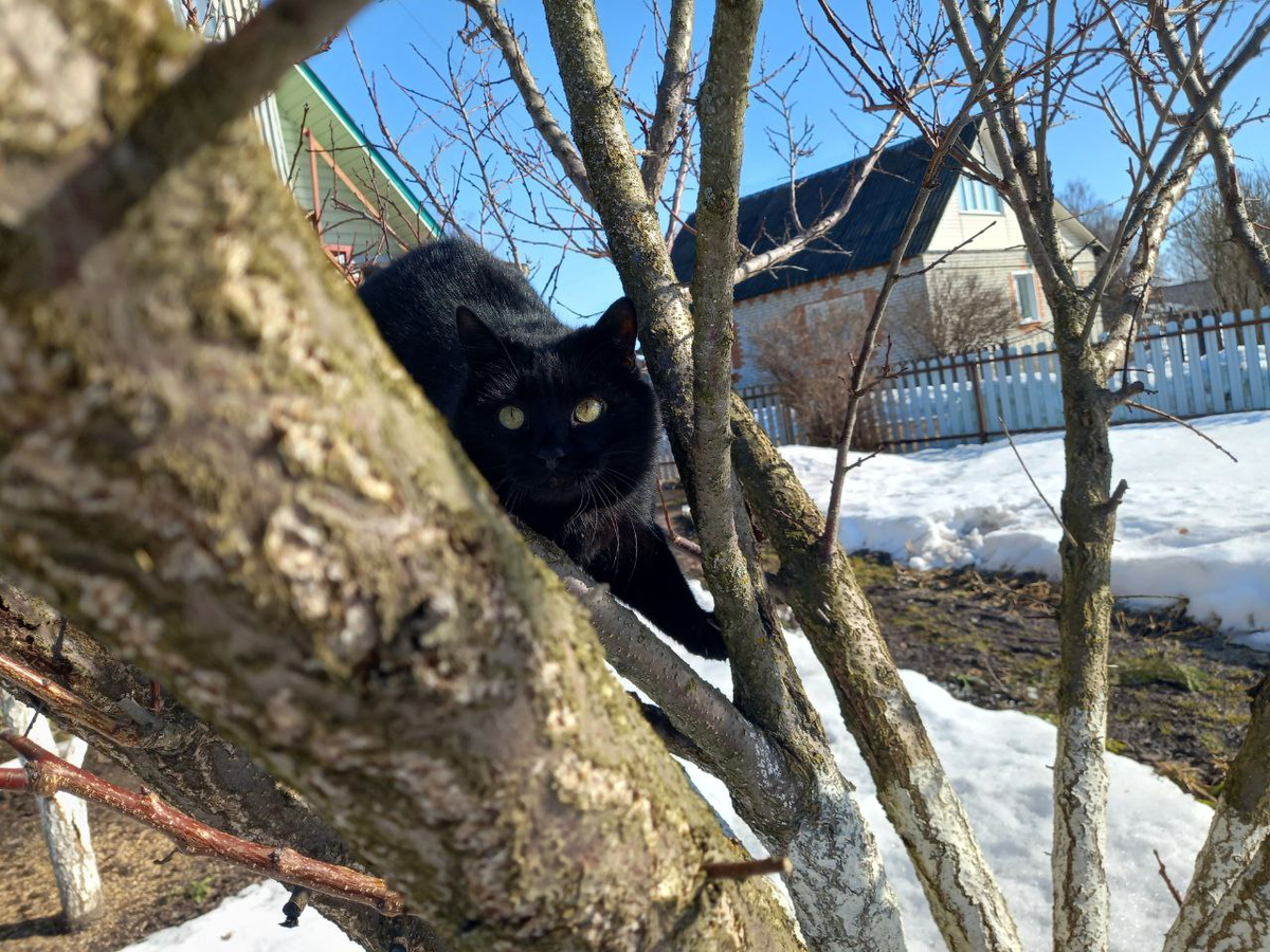 Фото 14 марта. Кусик на абрикосе.