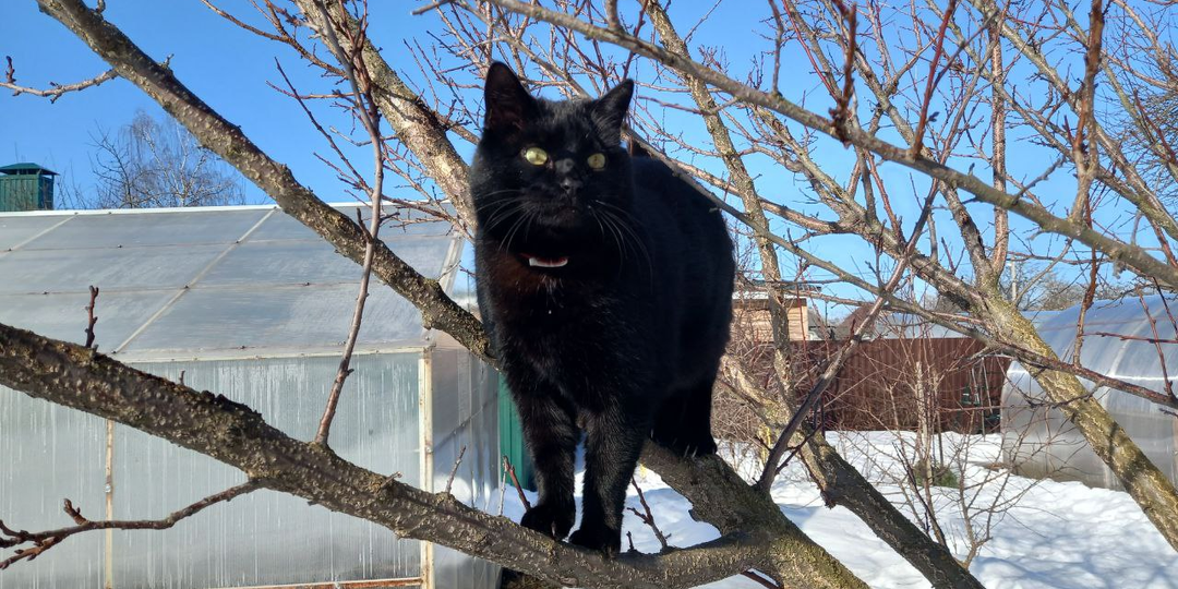 Ещё март, а я уже в теплице, или Как земля спасает от тревоги