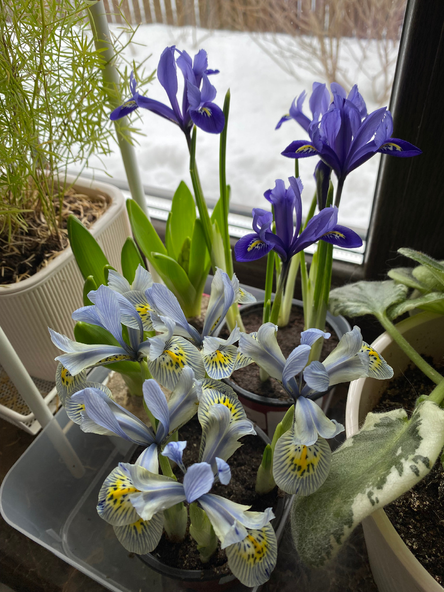 Ирисы сетчатые, фото автора