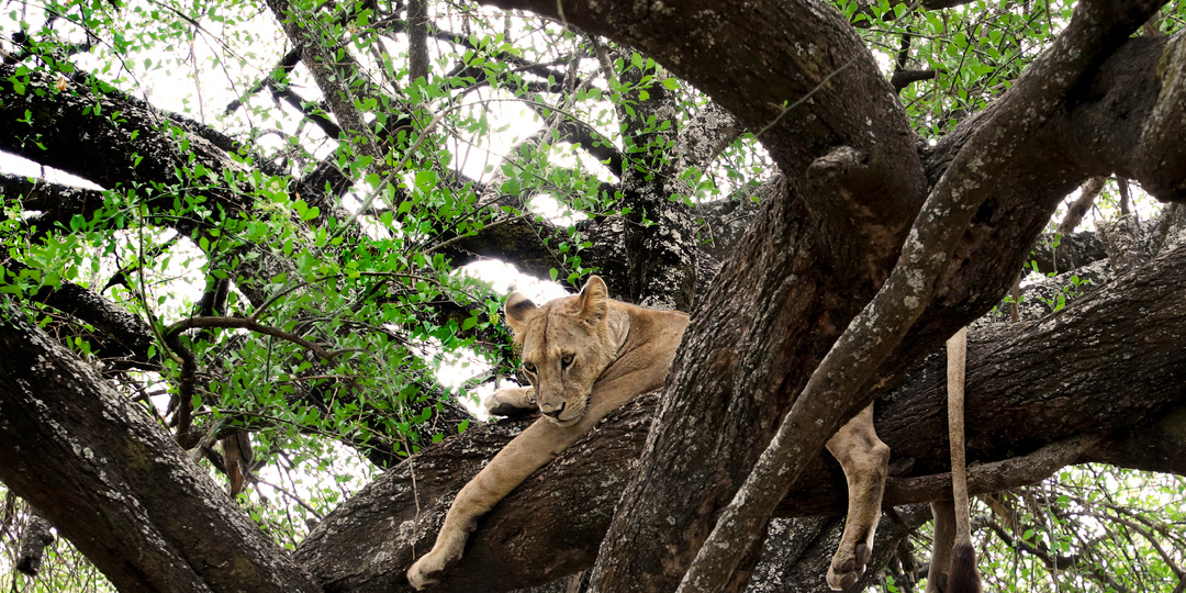 Поездка в Танзанию 2021: Пять опытов в эпоху Омикрона Часть 8