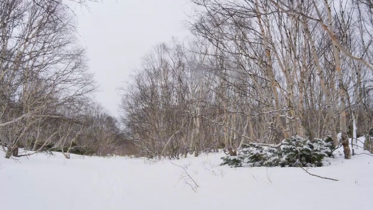 Авторское фото «Зимний лес»