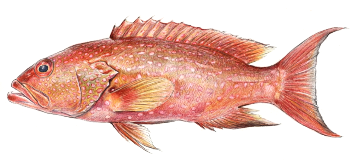 Variola albimarginata