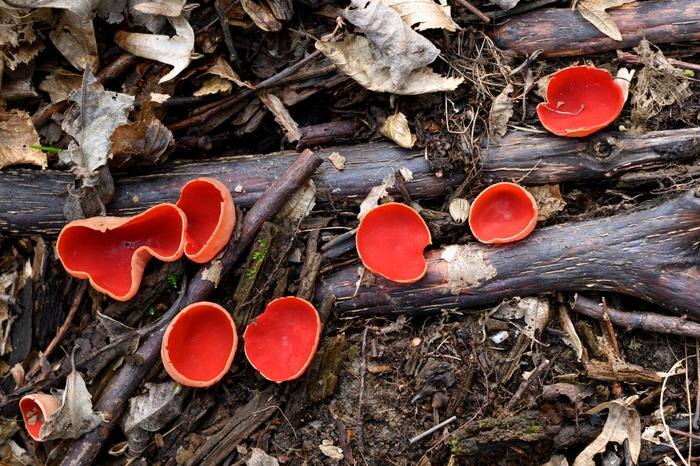 Грибы саркосцифы, или «эльфовы чашечки». Фото © Shutterstock / FOTODOM / Smit