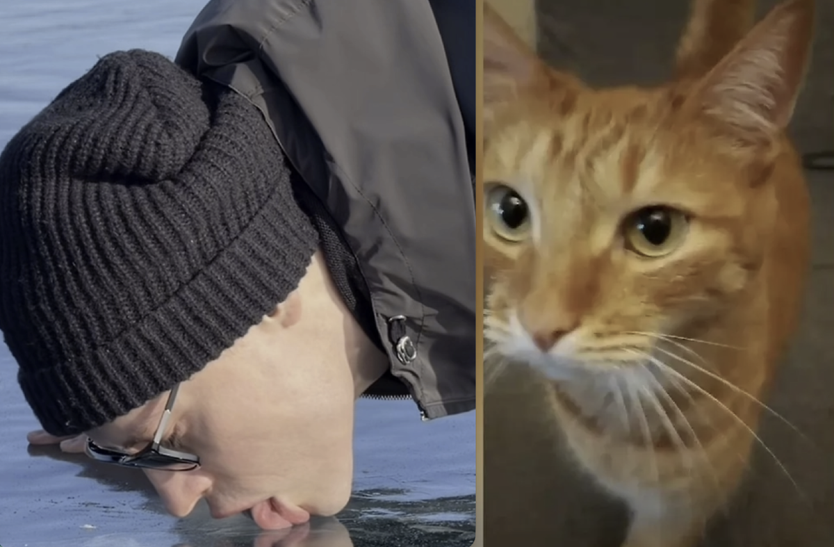 Дронов и кот Фенька коллаж автора