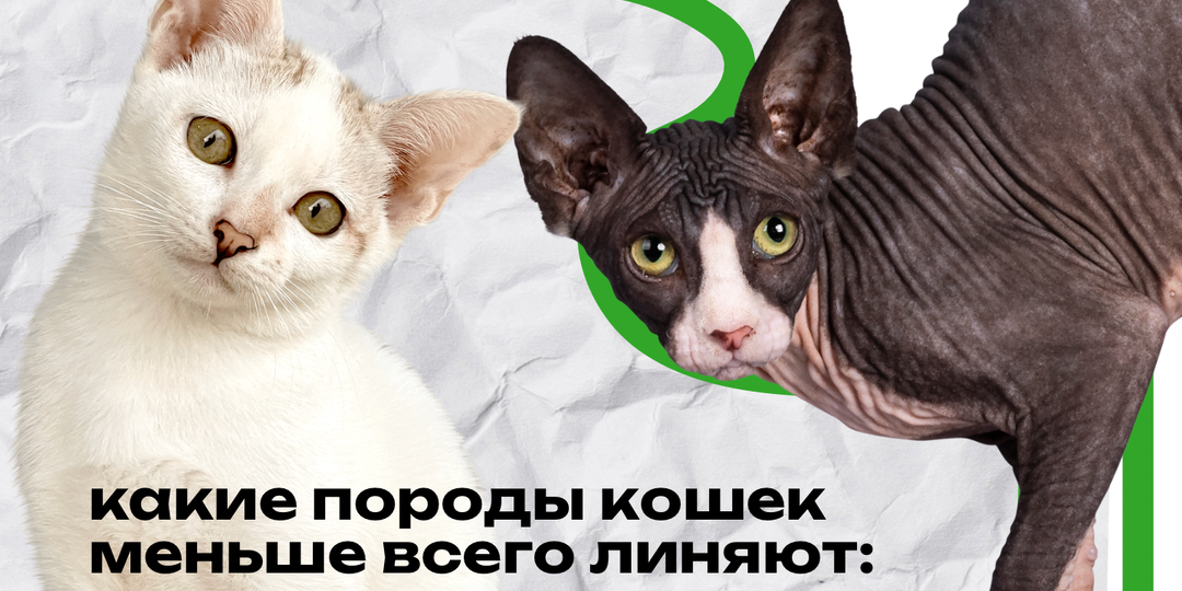 Какие породы кошек меньше всего линяют: идеальные питомцы для аллергиков