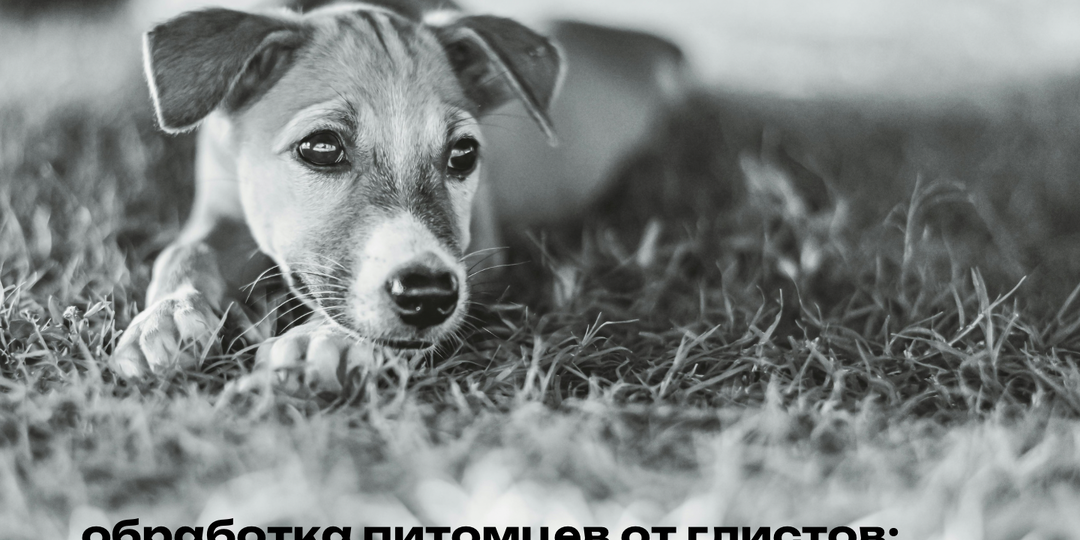 Как часто нужно глистогонить кошку и собаку: ветеринары объясняют главную ошибку владельцев