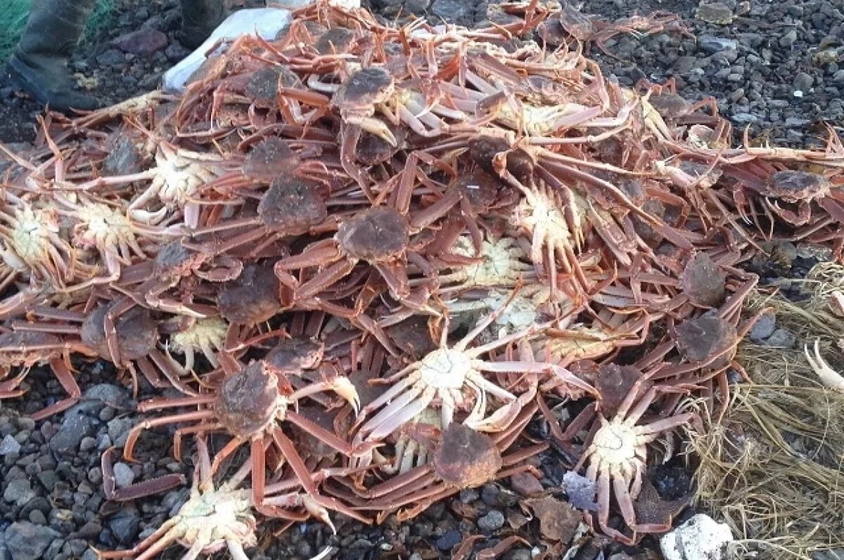    Бросают икру, берутся за клешни.