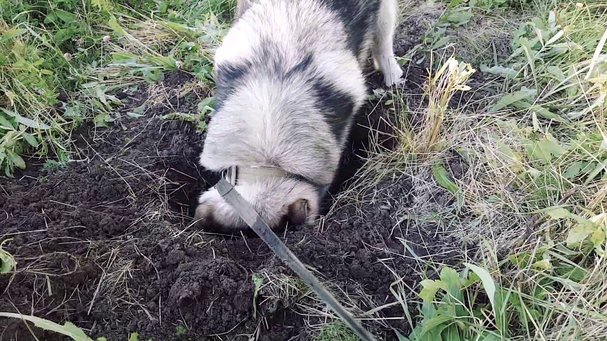 Ландшафтный дизайн 🤪
Планировали газон, получили полигон для испытаний.