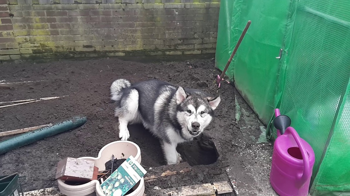 — Ты зачем тут яму вырыл?
— Там мышь шуршала. Не нашли, но процесс понравился 😌